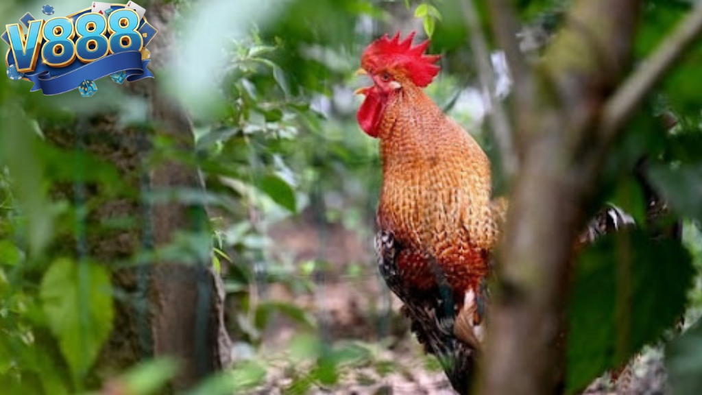 Ai là chiến kê bất bại được theo dõi nhiều nhất trên V888?