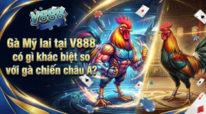 Gà Mỹ lai tại V888 có gì khác biệt so với gà chiến châu Á?