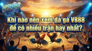 Khi nào nên xem đá gà V888 để có nhiều trận hay nhất?