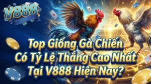 Top giống gà chiến có tỷ lệ thắng cao nhất tại V888 hiện nay