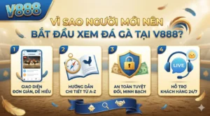 Vì sao người mới nên bắt đầu xem đá gà tại V888?