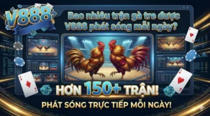 Bao nhiêu trận gà tre được V888 phát sóng mỗi ngày?