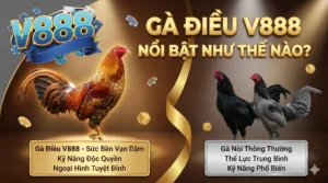 Gà điều V888 có gì nổi bật so với các giống gà khác?