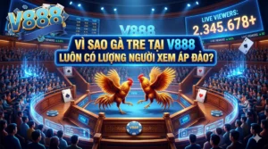 Vì sao gà tre tại V888 luôn có lượng người xem áp đảo?