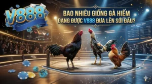 Bao nhiêu giống gà hiếm đang được V888 đưa lên sới đấu?